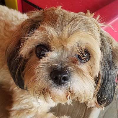 Daisy Dog