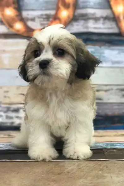 Apparence du Daisy Dog