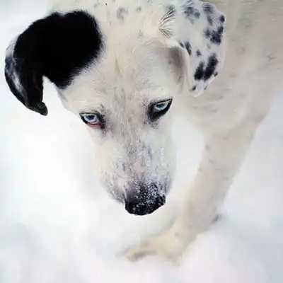 Dalmatian Husky dog breed.
