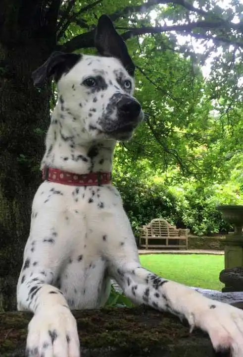 Breed Appearance