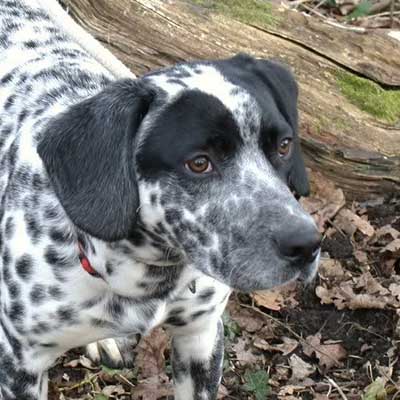 Dalmatian Springer