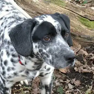 Razza canina Dalmatian Springer.