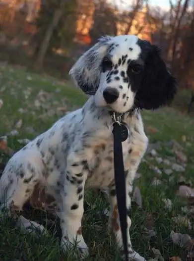 Origine & Storia del Dalmatian Springer