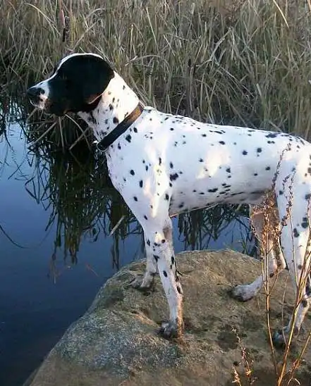 Aspetto del Dalmatian Springer