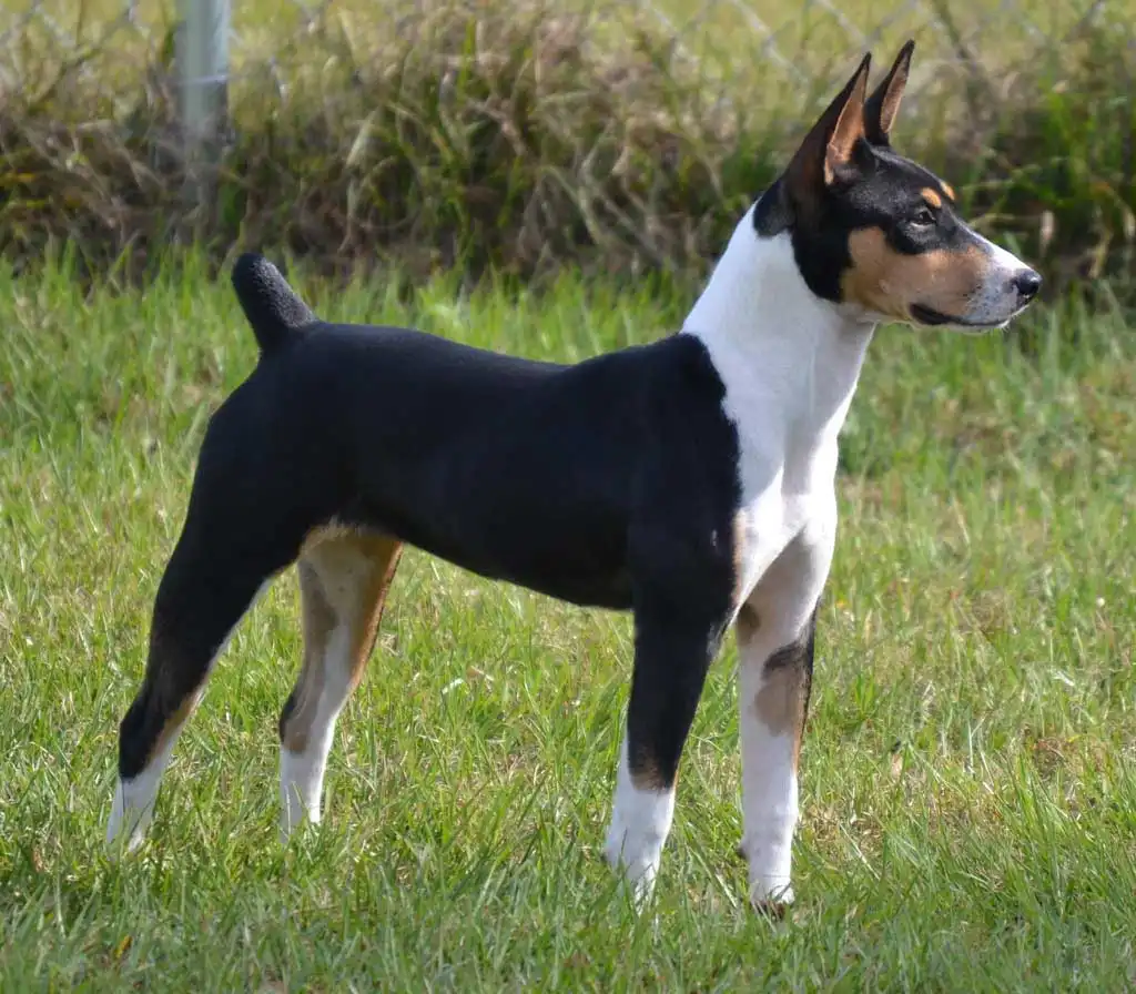 Decker Hunting Terrier