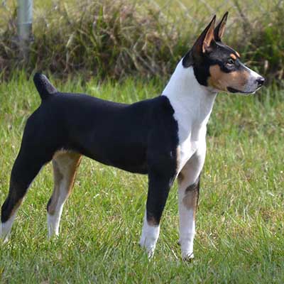 Decker Hunting Terrier