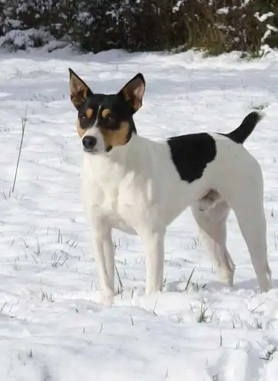 Breed Origin