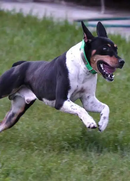 Breed Appearance