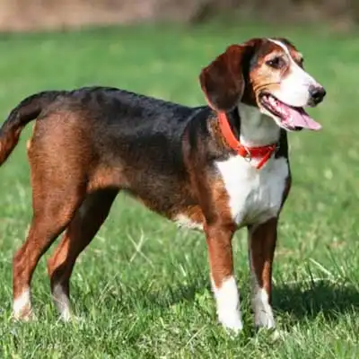 Deutsche Bracke dog breed.