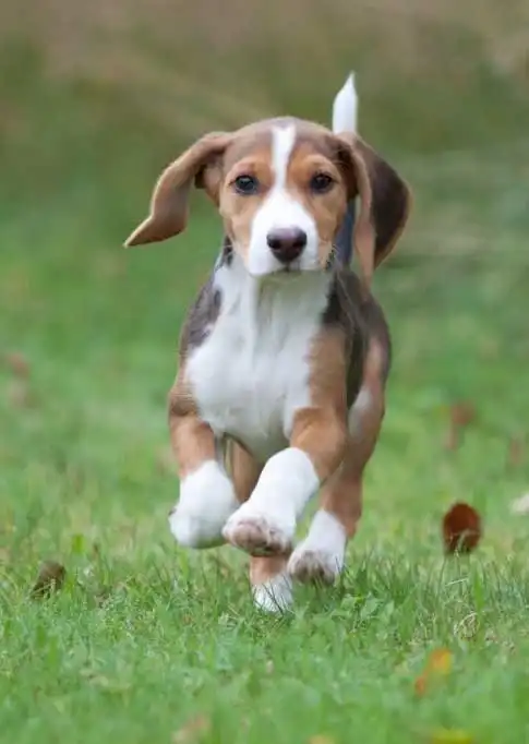 Breed Origin
