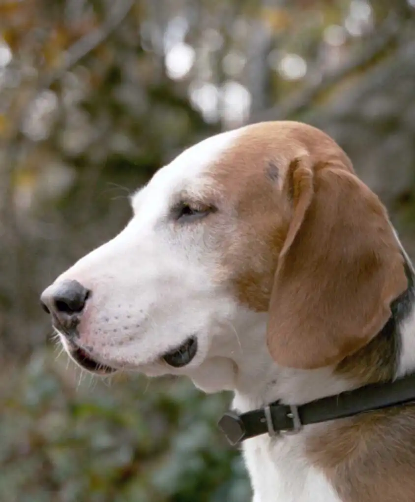 Breed Appearance