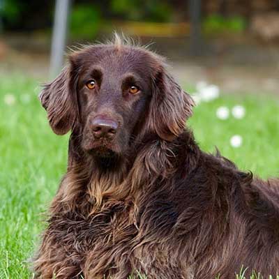 Deutscher Wachtelhund (German Spaniel)
