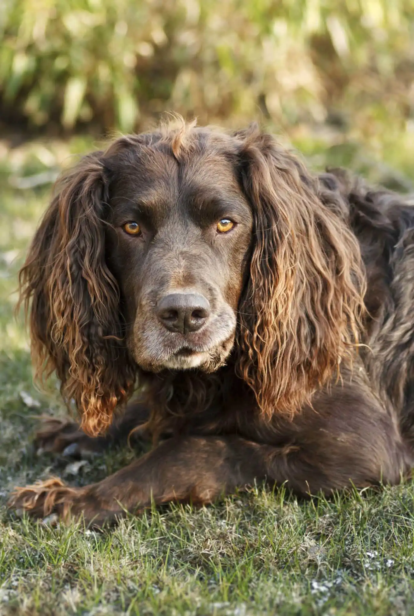 Breed Origin