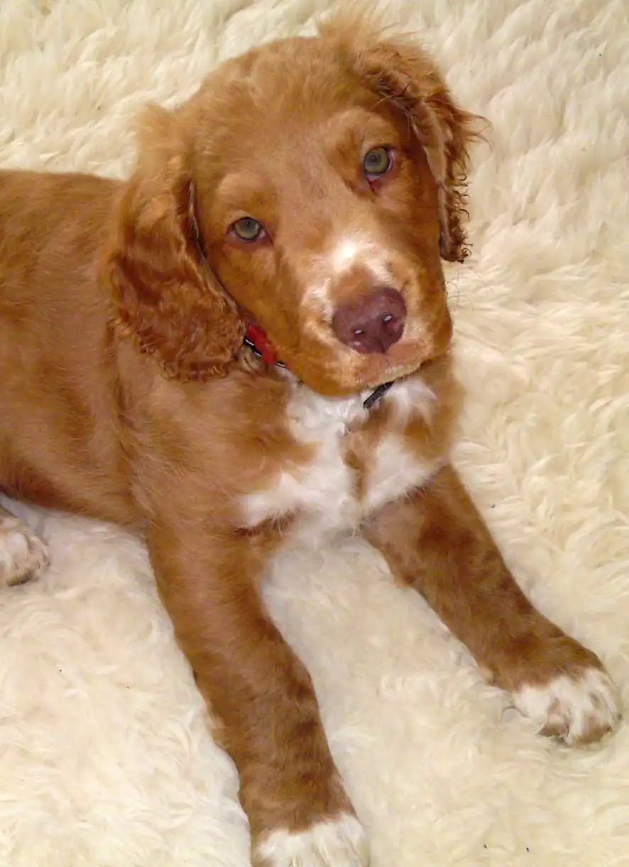 Breed Appearance