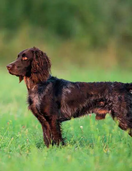Behavior & Temperament