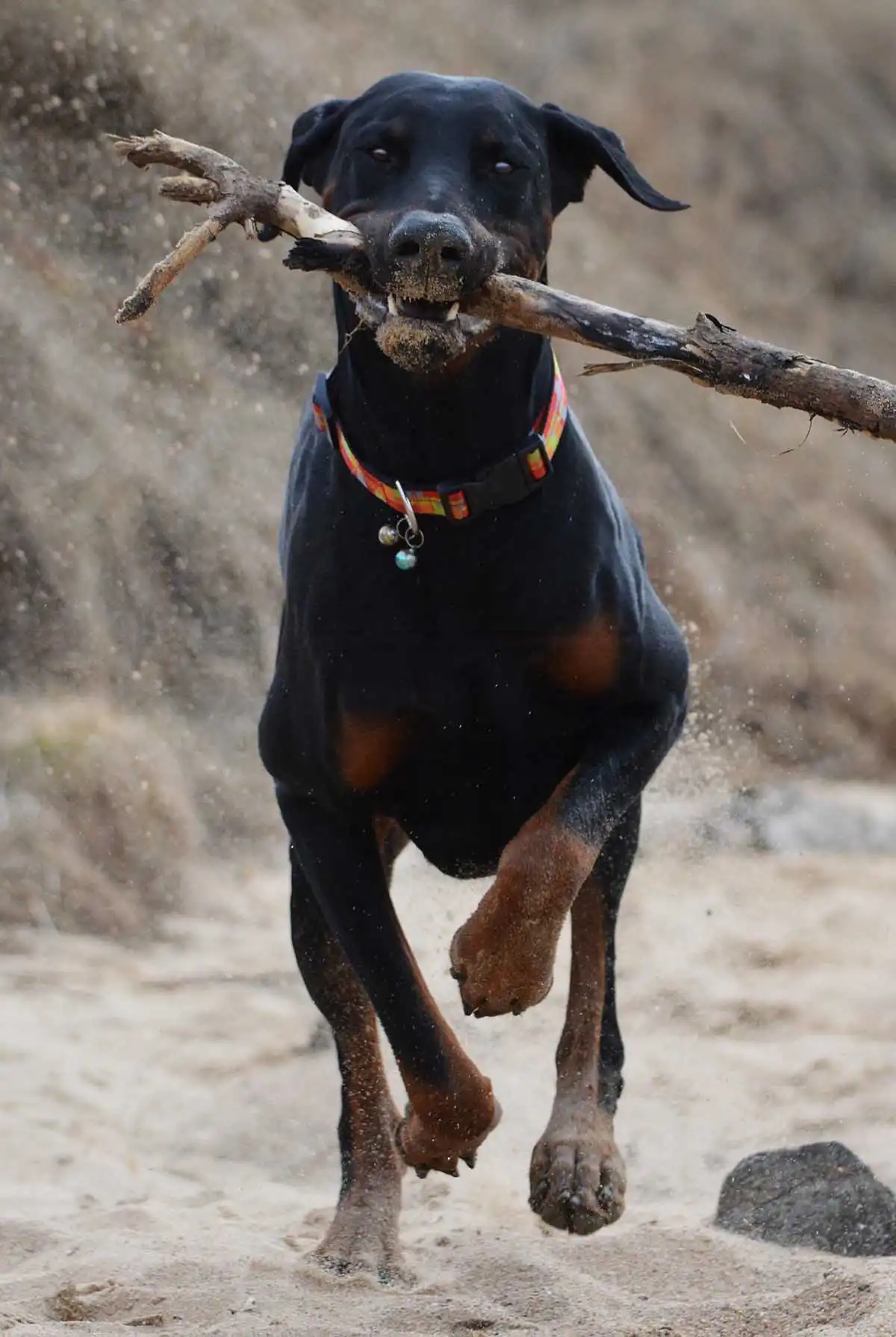 Herkunft & Geschichte von Doberdor