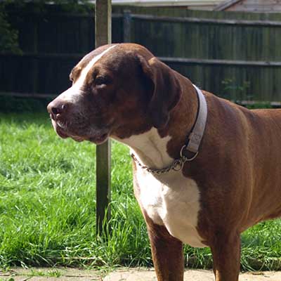 Doberman Bulldog