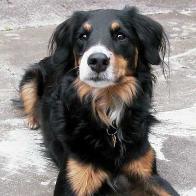 Doberman Collie
