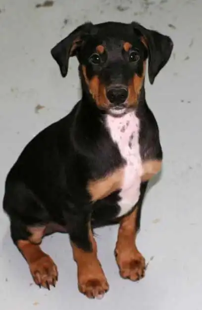 Herkunft & Geschichte von Doberman Collie