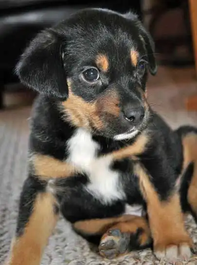 Erscheinungsbild von Doberman Collie