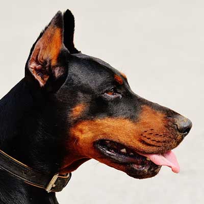 Doberman Pinscher