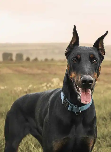 Breed Origin