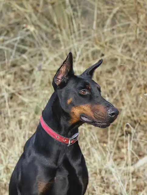 Breed Appearance