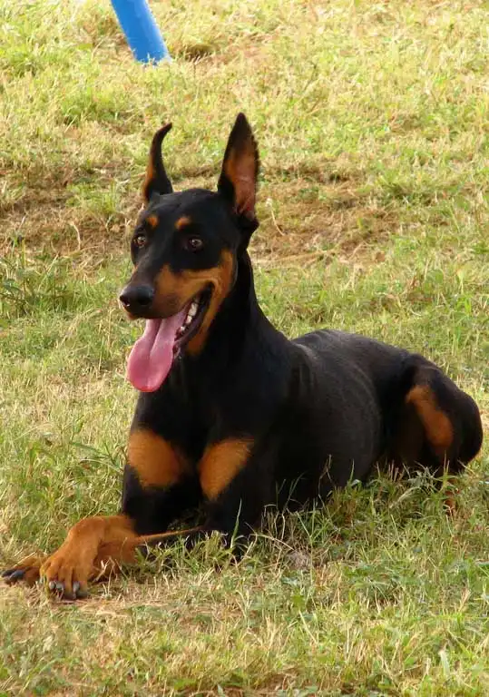 Behavior & Temperament