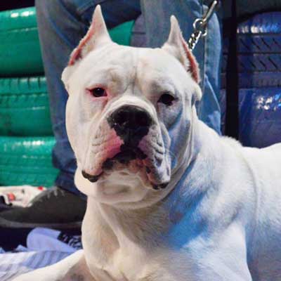 Dogo Guatemalteco