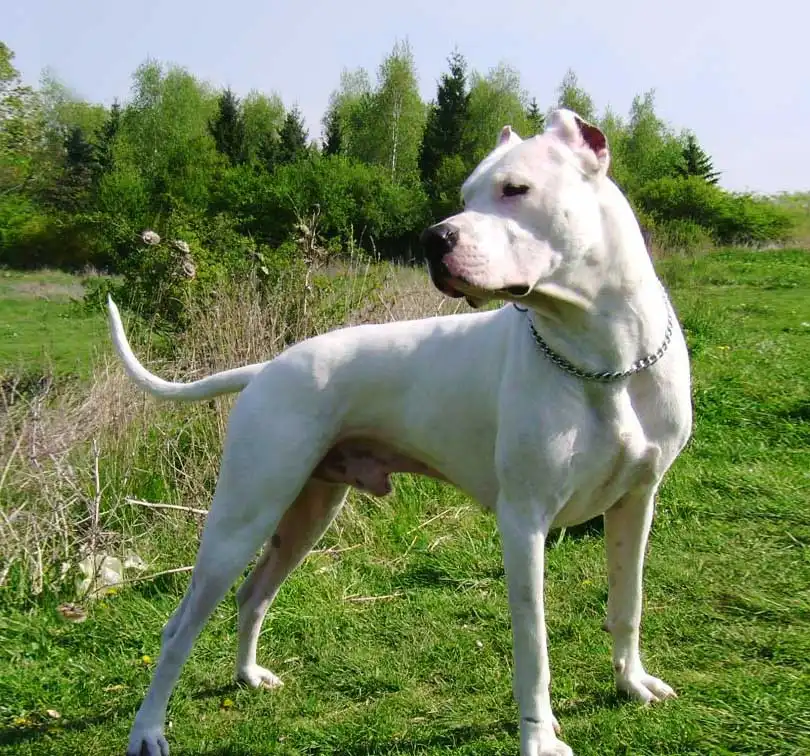 Dogue Brasileiro