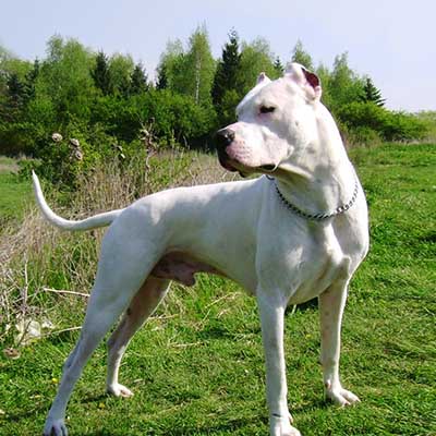 Dogue Brasileiro