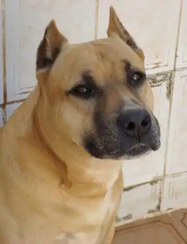 Breed Origin