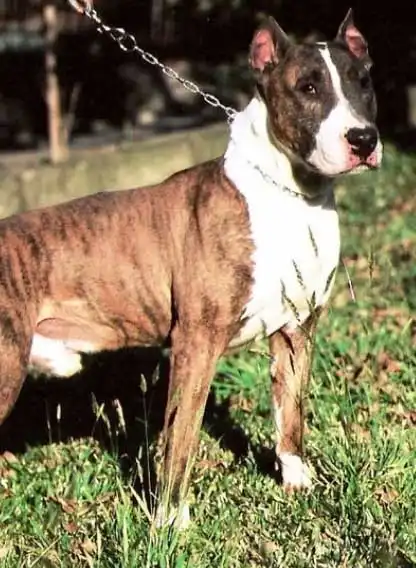 Breed Appearance