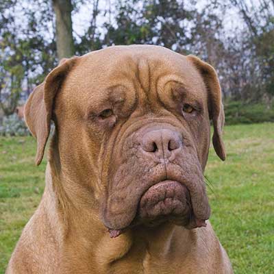 Dogo de Burdeos