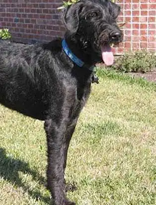 Breed Appearance