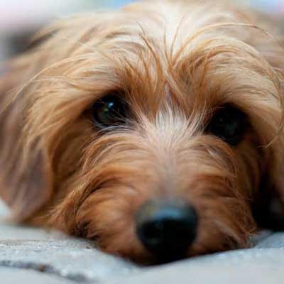 Dorkie