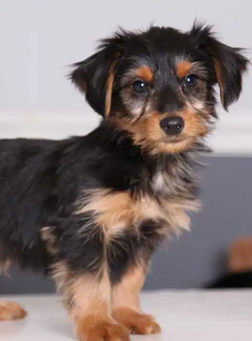 Erscheinungsbild von Dorkie
