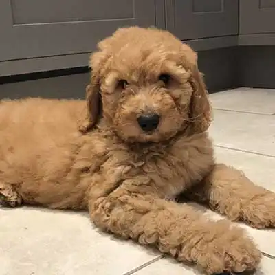 Double Doodle dog breed.