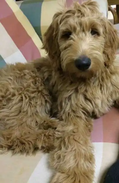 Breed Appearance