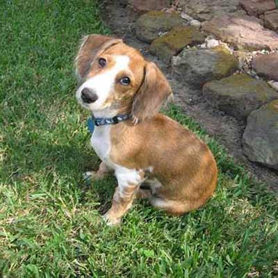 Doxie-Chon