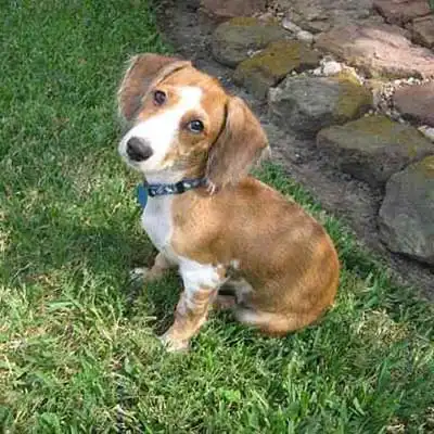 Doxie-Chon dog breed.