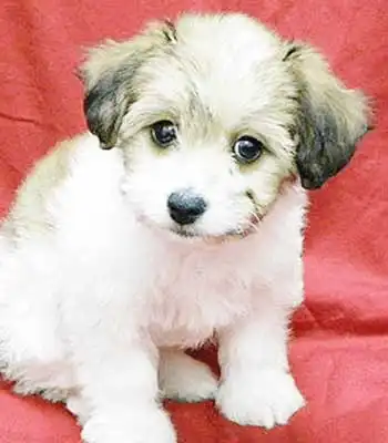 Breed Appearance