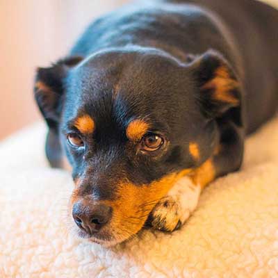 Doxie-Pin