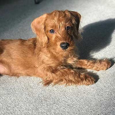 Doxiepoo