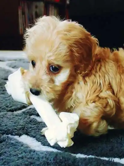 Breed Appearance