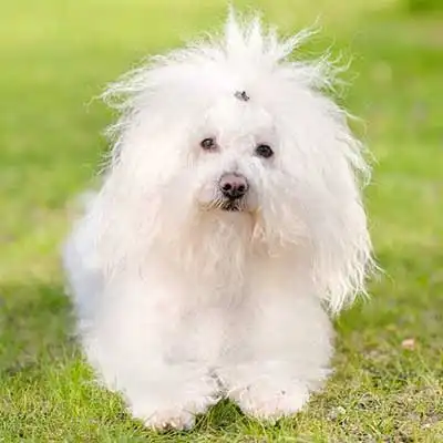 Dualanese dog breed.