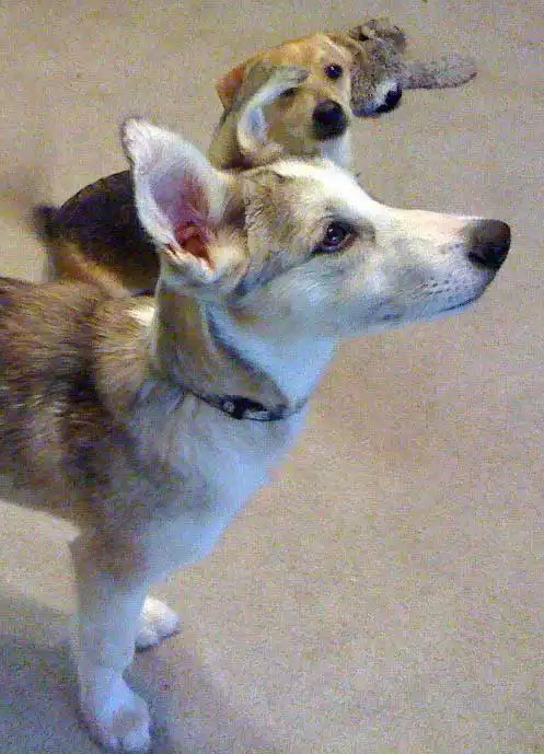 Breed Origin