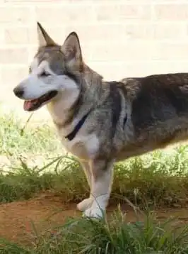 Breed Appearance