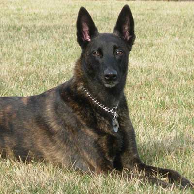 Holländischer Schäferhund