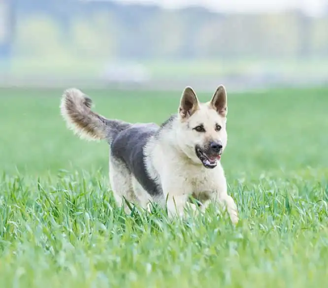 East European Shepherd